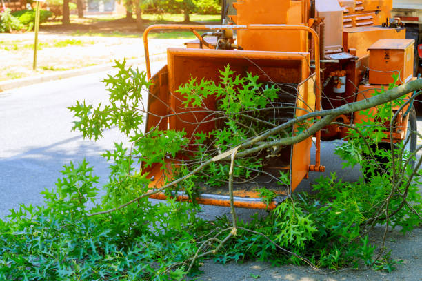 Best Tree Clearing Services  in Lantana, TX